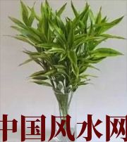 阜阳十二生肖养什么植物最旺财运？你知道吗！