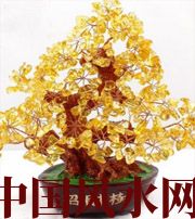 阜阳买了招财植物却不能发财，是方位摆错了！
